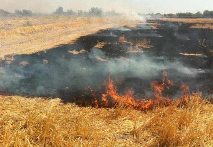 Provocados el 30% de los incendios forestales: Sader