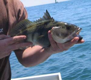 Plan de manejo pesquero del pez verdillo de alto valor nutricional