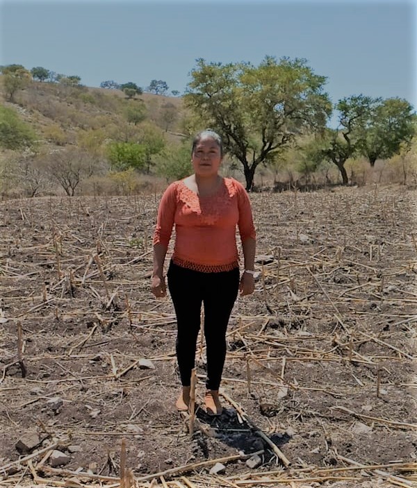 Valiosa mujer entre las milpas del estado de Guerrero