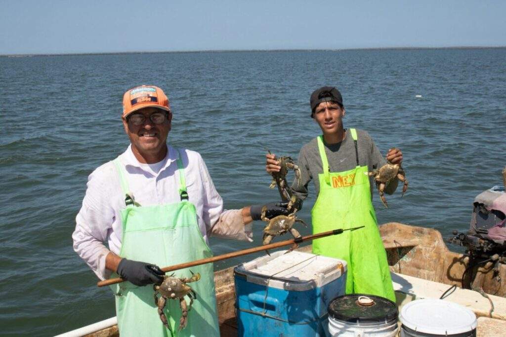 Opción para la actividad pesquera la captura de jaiba ante la veda de camarón