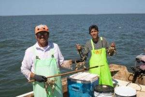 Opción para la actividad pesquera la captura de jaiba ante la veda de camarón