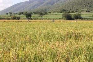 Aumenta en Morelos la superficie del cultivo de arroz