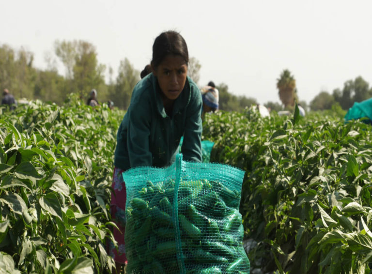 La invisibilización de la fuerza de trabajo de las Mujeres Jornaleras en México