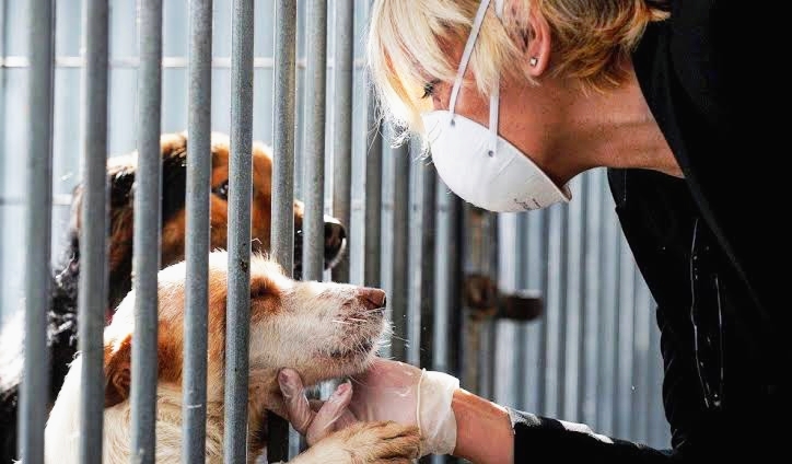 Cárcel por maltrato animal mientras que por pandemia aumentó abandono de mascotas