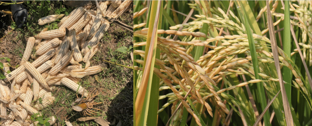Apoyará Fundación Bill y Melinda Gates a productores de baja escala