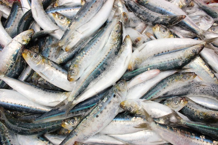 Obligado el gobierno federal a fomentar el consumo de sardina