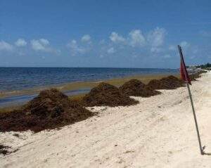 Proponen expertos del IPN transformar el sargazo en biocombustible