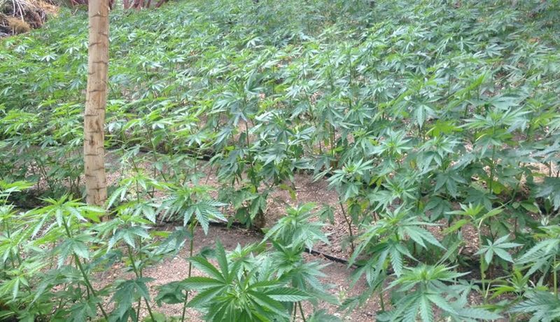 Aumentará recaudación fiscal por regulación del cannabis: Ramírez Cuéllar