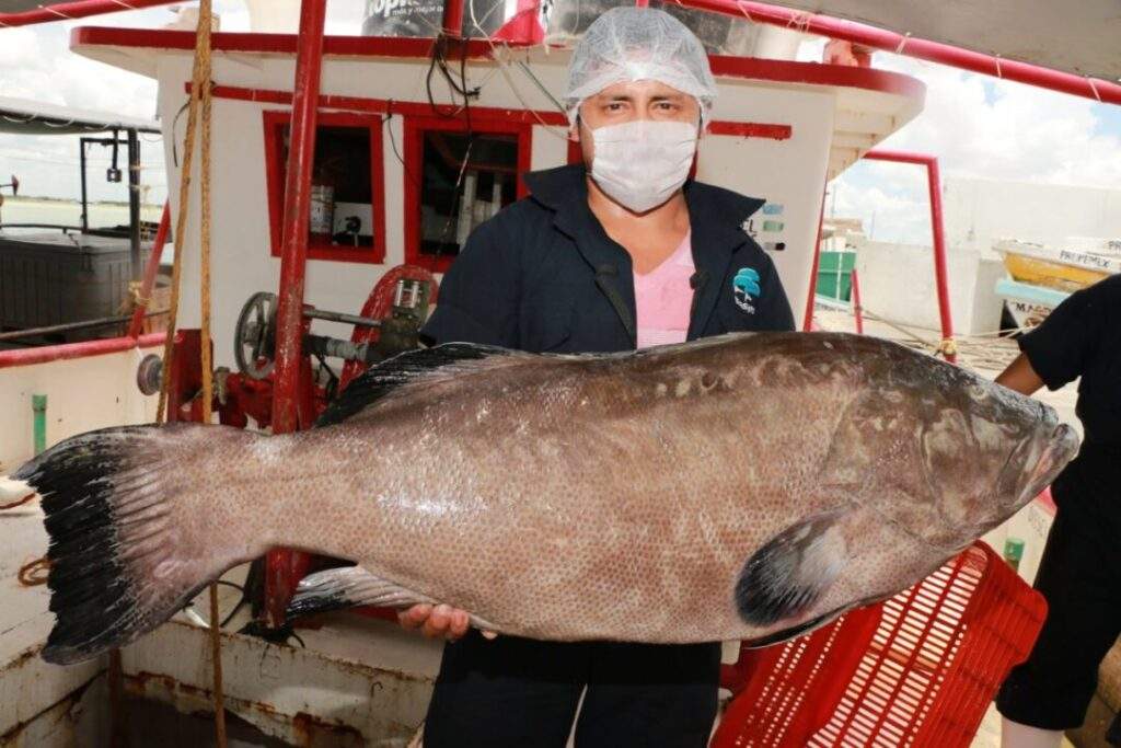Inicia el miércoles la captura de mero en Golfo de México y Mar Caribe