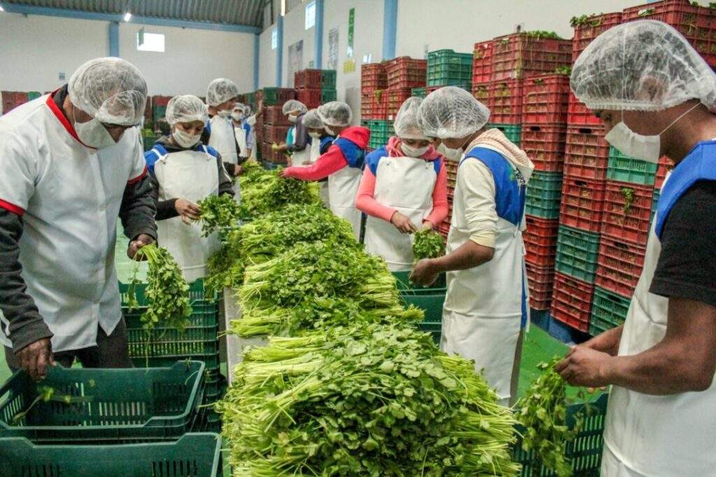 Papel central de la agricultura en la recuperación global post-pandemia