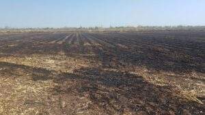 Alarma mundial por producción de alimentos en suelos agrícolas sin nutrientes