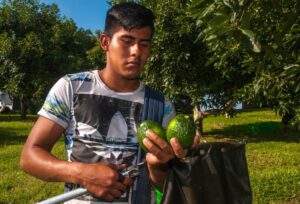 Productores de aguacate de Michoacán presiden la AHIFORES
