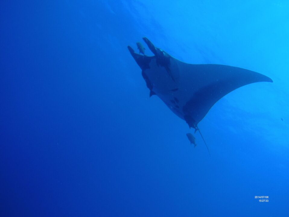 Encuentran niveles de estrés en mantarrayas por turismo en islas Revillagigedo