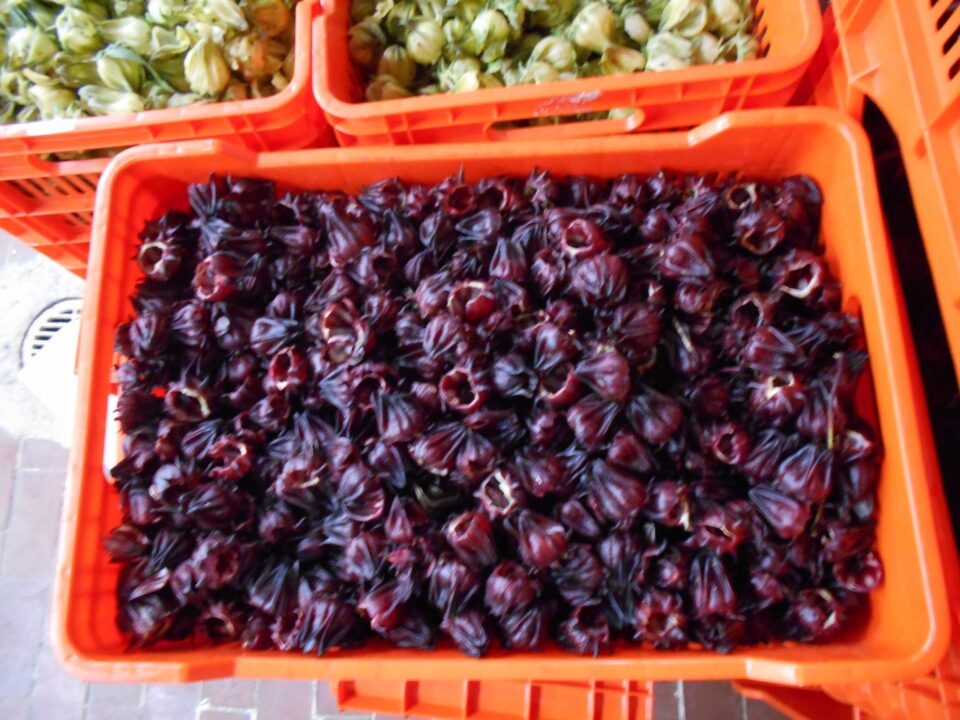 Desarrolla Inifap variedades mejoradas de flor de Jamaica orgánica