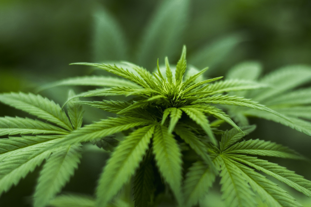 Fortalece al mercado negro postergar Senado ratificación de ley cannabica