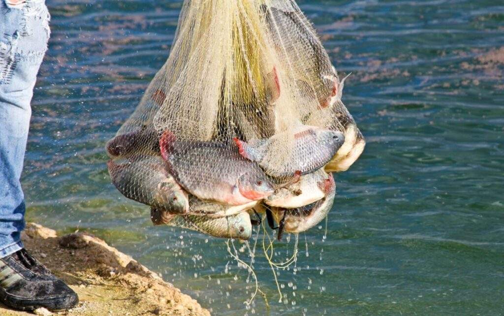 La mojarra excelente opción para disfrutar en cuaresma