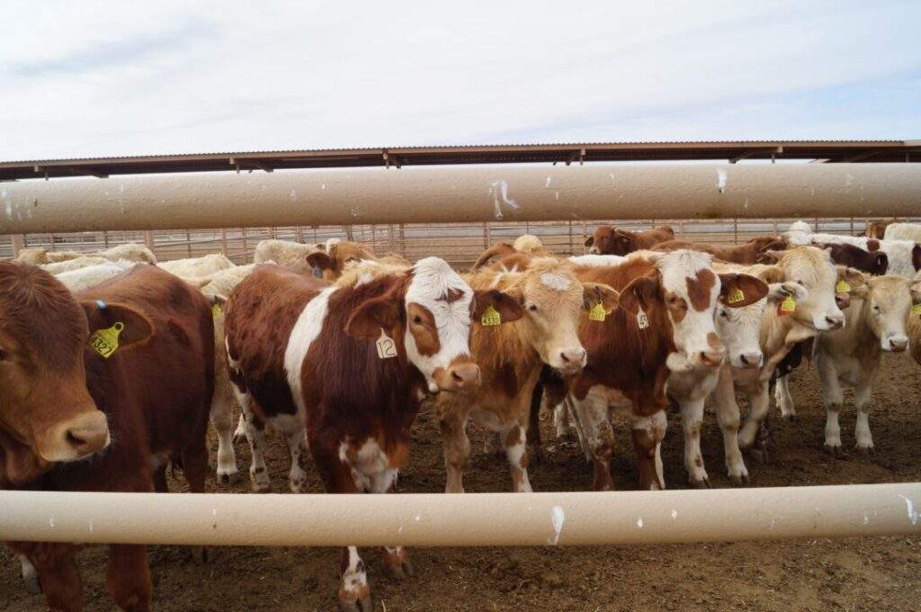 Repunta en mayo exportación de ganado en pie a Estados Unidos