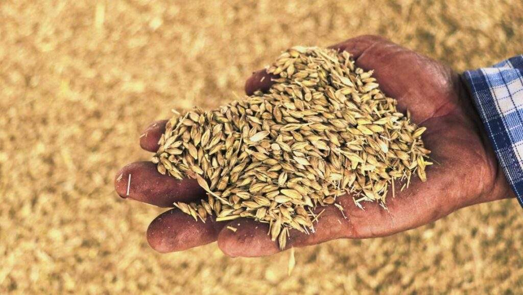 Garantizan cultivo y proceso comercial de cebada para este verano