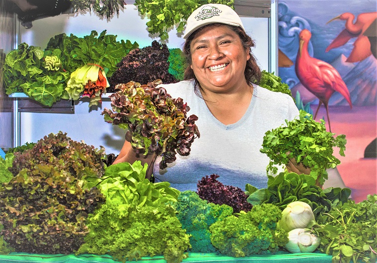 Al alza las exportaciones de lechuga con destino a Estados Unidos