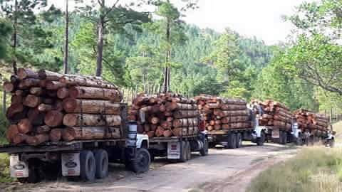Caza furtiva y tala ilegal en la Selva Lacandona, senador Eduardo Ramírez