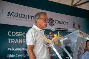 Maíz blanco con transición agroecológica y sin glifosato