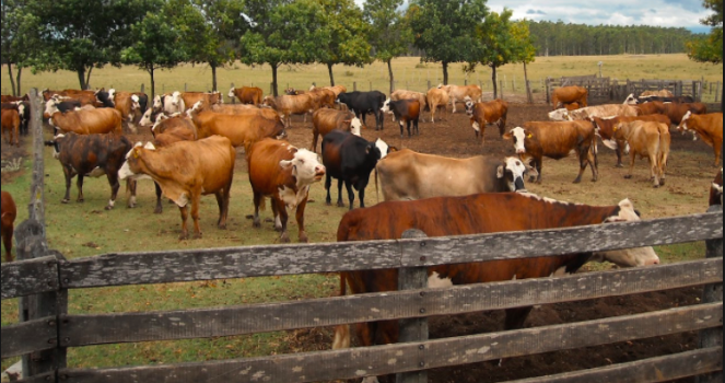 Se consolida Agroasemex en seguros y riesgos en el sector primario