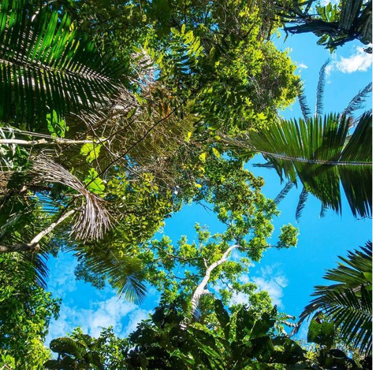 Día del Medio Ambiente