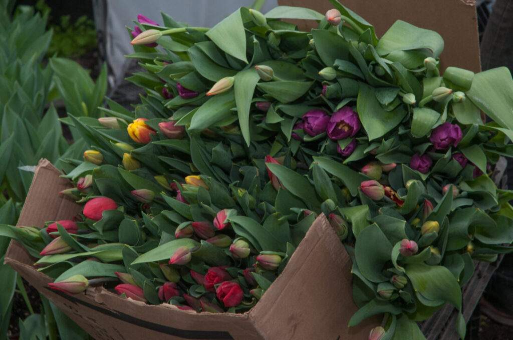 Mejoramiento de plantas ornamentales por investigadores de Chapingo