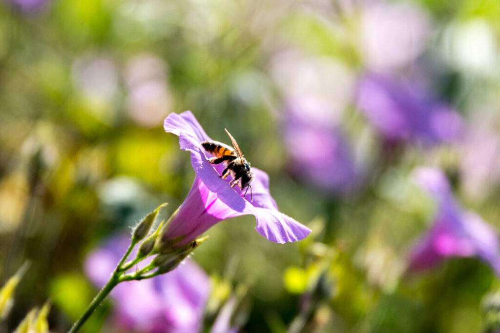 Estrategia para atender la presión y pérdida de polinizadores en el país