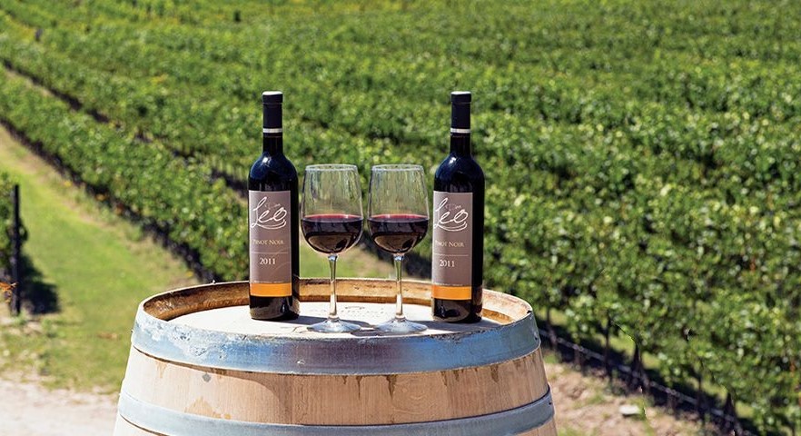Gobierno y sector privado por potenciar producción y consumo de vino