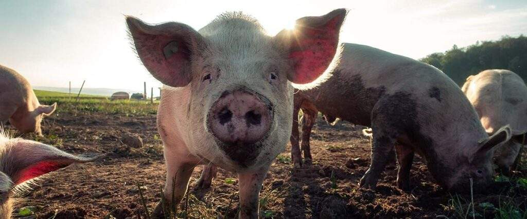 zoonosis-inversa-portada