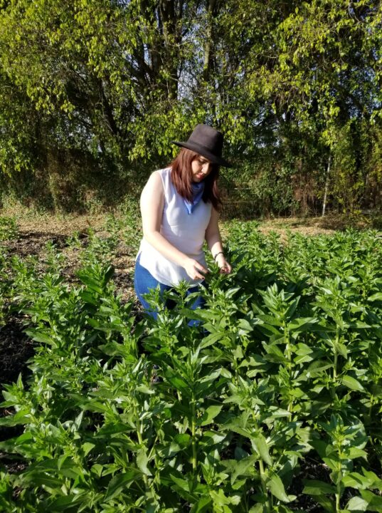 Aumenta la agricultura sustentable eficiencia de producción en 80%