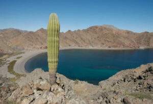 Acuerdo entre autoridades y sociedad civil para prohibir pesca en el Alto Golfo de California