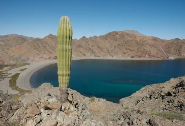 Acuerdo entre autoridades y sociedad civil para prohibir pesca en el Alto Golfo de California