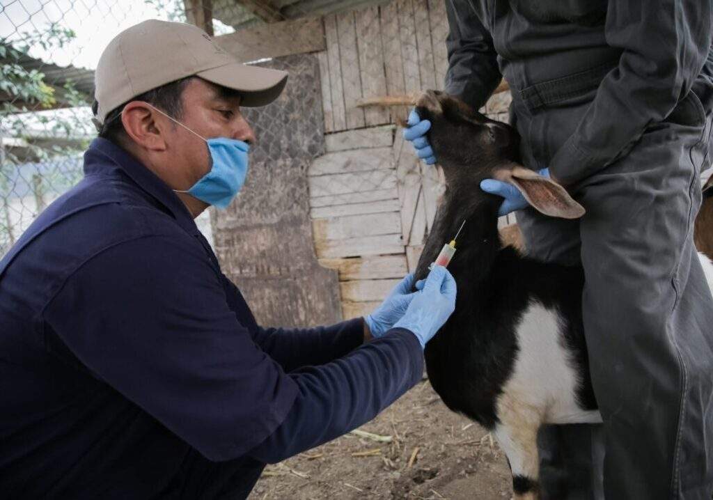Capacita Sader a veterinarios para identificar enfermedades exóticas