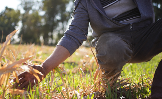 Green Challenge en México para modelos de producción agrícola sostenibles