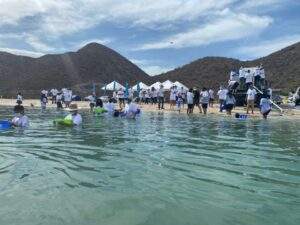 Liberan 20 mil crías de totoaba en el Mar de Cortés en Baja California Sur