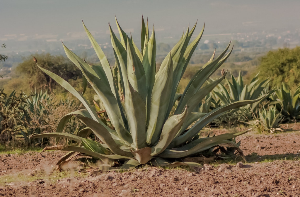 Fomento al cultivo de maguey en apoyo a la economía del campo