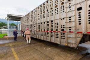 Establecen México y EU acuerdo para movilidad de ganado de alto registro