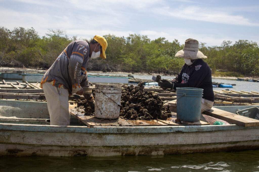 A más de 11 mil toneladas la producción de ostión en 2021