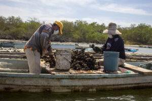 A más de 11 mil toneladas la producción de ostión en 2021
