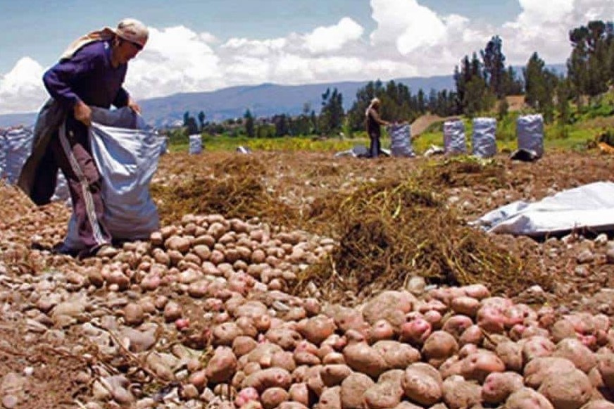 Crecieron las importaciones de maíz y frijol al primer semestre de 2021
