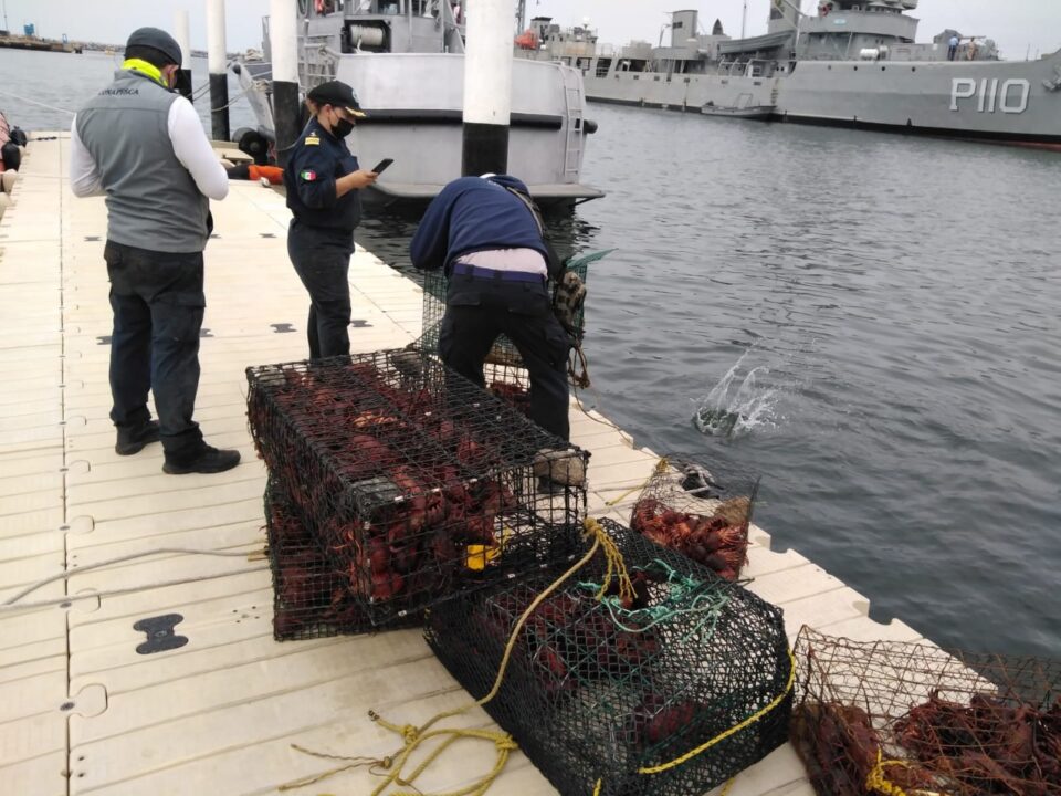 Decomisan trampas de langosta roja y liberan 568 ejemplares en B.C.