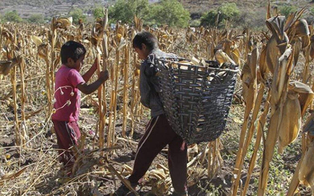 Advierte la FAO de 5 países críticos de hambre en AL y el Caribe