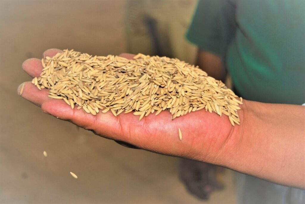 Avanza la producción de arroz en México: Sader