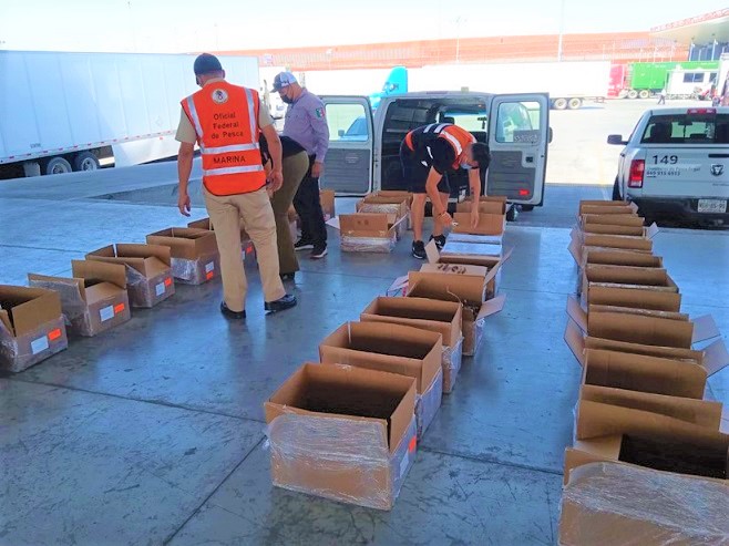 Retienen pepino de mar seco en aeropuerto de Tijuana