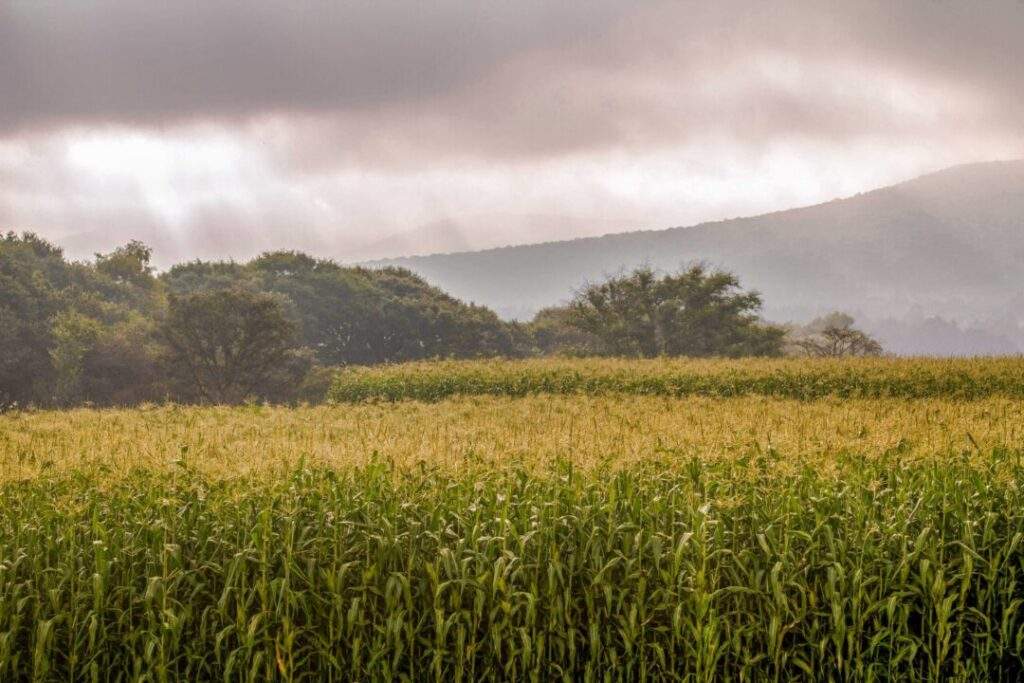 La dependencia en maíz amarillo de EUA una realidad: CNA