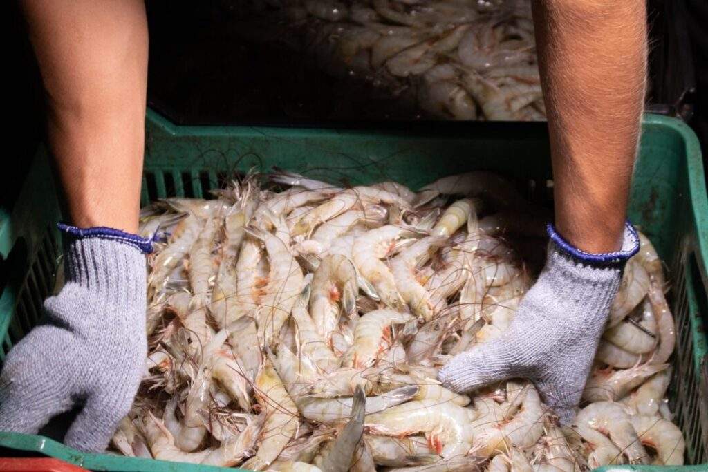 Notifica EUA de nueva certificación para la exportación de camarón