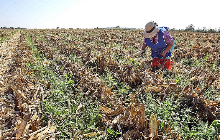 Aumentarán Precios de Garantía para granos en apoyo a pequeños productores