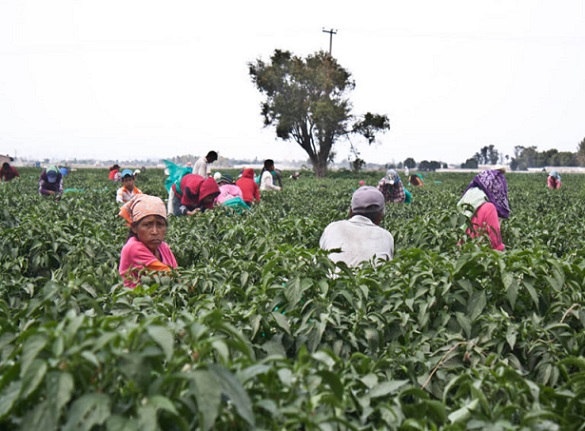 Producción sustentable y eficiente de alimentos en el mundo: FAO